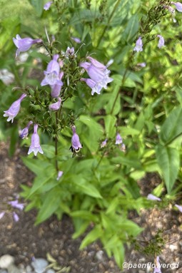 Plant in flower